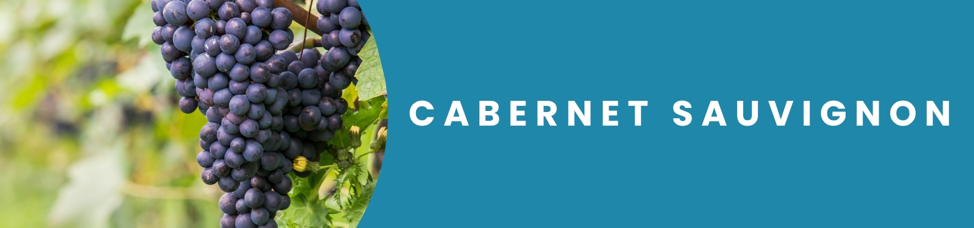 Cacho de uva Cabernet Sauvignon madura, variedade clássica para vinhos tintos encorpados, disponível na Winery Brasil em Teresina