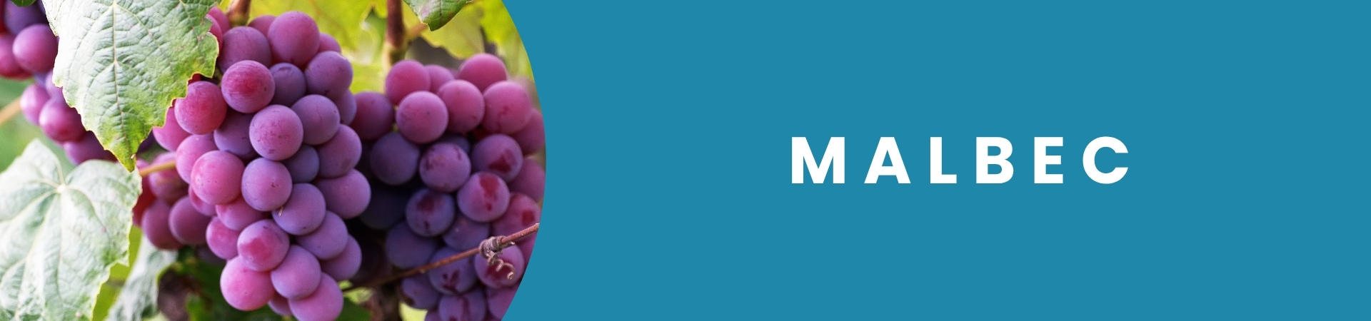 Garrafa de vinho Malbec disponível na Winery Brasil, delivery e e-commerce de vinhos em Teresina.