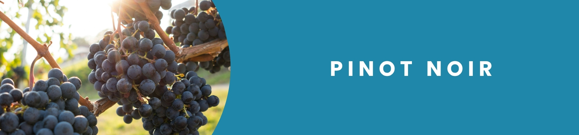 Garrafa de vinho Pinot Noir disponível na Winery Brasil, delivery e e-commerce de vinhos em Teresina.