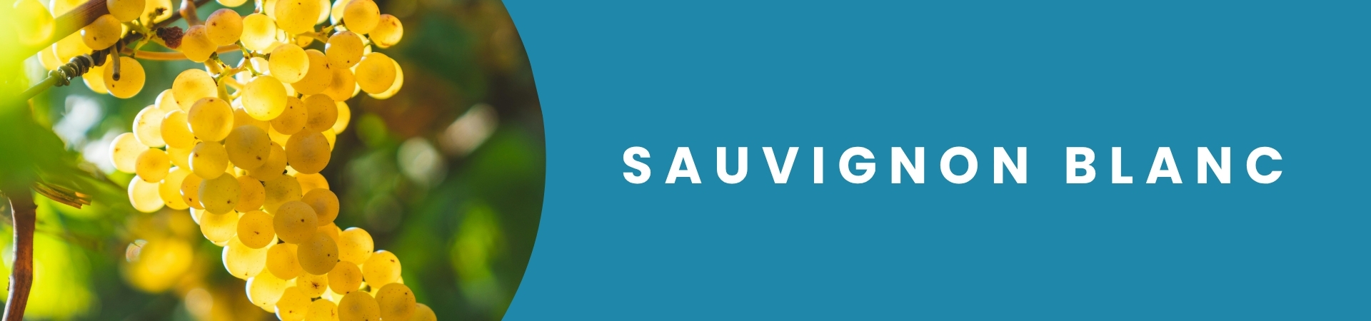 Garrafa de vinho Pinot Noir disponível na Winery Brasil, delivery e e-commerce de vinhos em Teresina