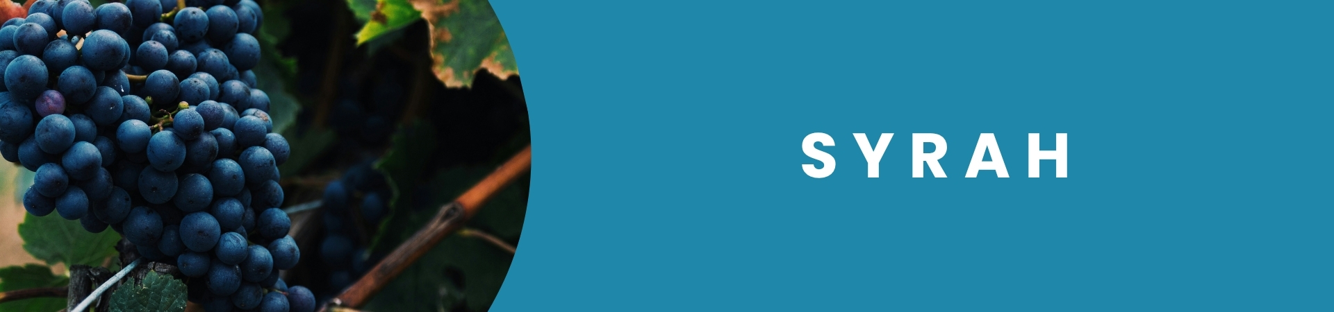 Garrafa de vinho Syrah disponível na Winery Brasil, delivery e e-commerce de vinhos em Teresina, com aromas intensos de frutas negras e especiarias.