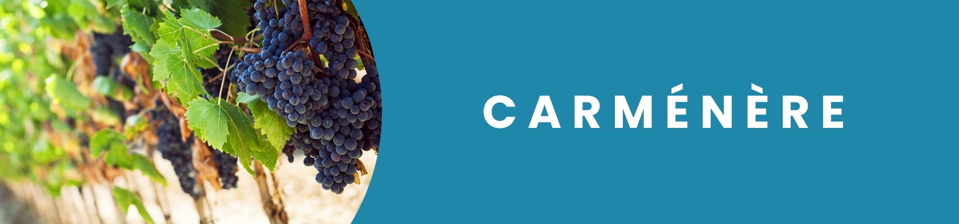 Cacho de uvas Carménère maduras, de cor rubi intensa, usadas na produção de vinhos tintos chilenos, disponíveis na Winery Brasil em Teresina.